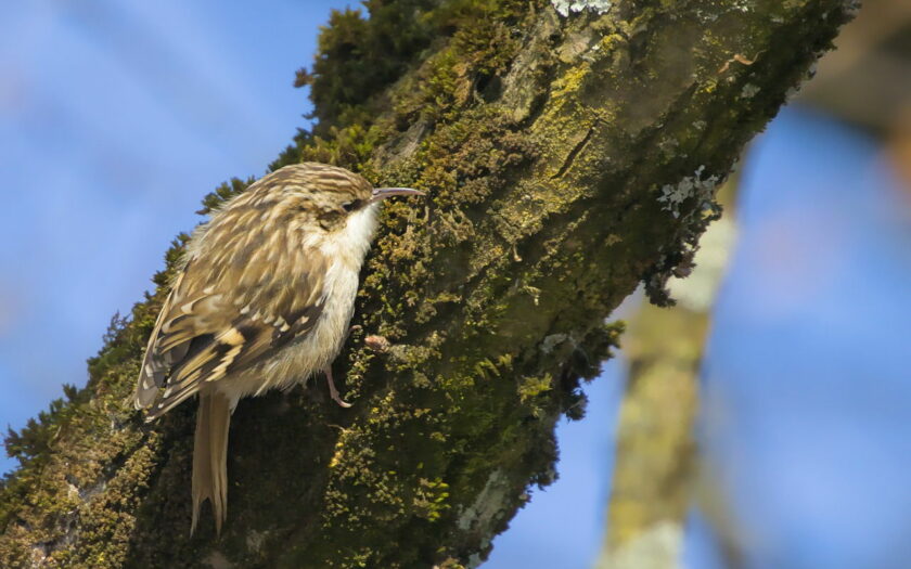 Aussehen und Merkmale beim Waldbaumläufer