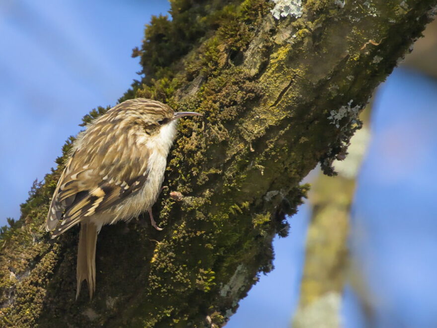 Aussehen und Merkmale beim Waldbaumläufer
