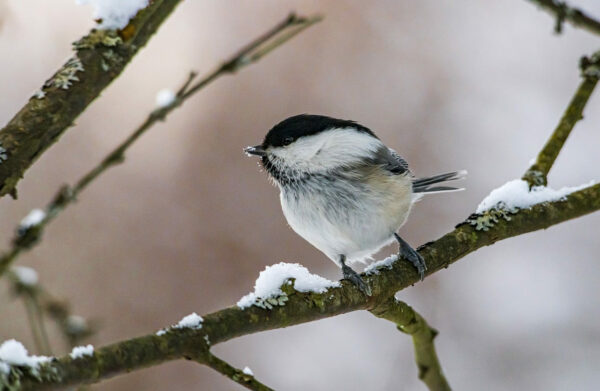 Weidenmeise im Winter