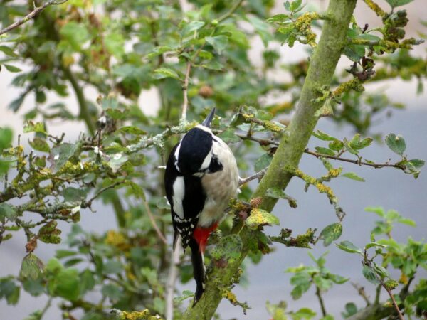 Buntspecht Bild 02
