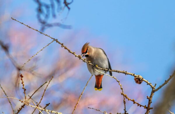 Seidenschwanz Bombycilla garrulus beim Fressen