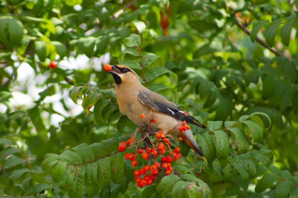 Seidenschwanz frisst Beeren