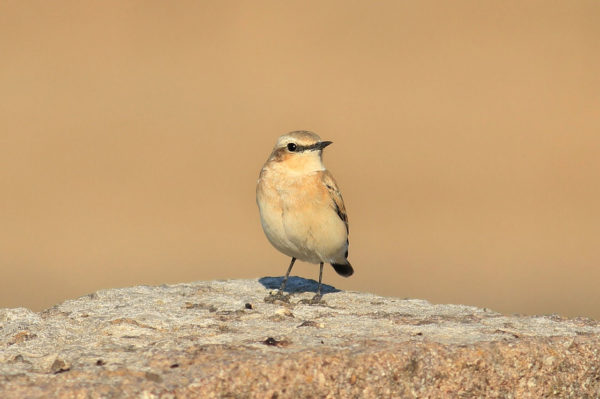 Steinschmätzer Oenanthe oenanthe Steinschmätzer Oenanthe oenanthe