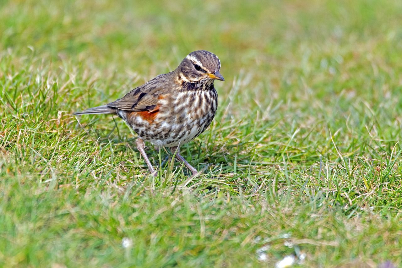 Rotdrossel Steckbrief, Bilder, Video