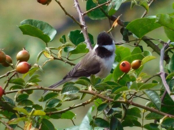 Trauermeise (Poecile lugubris) auf Nahrungssuche