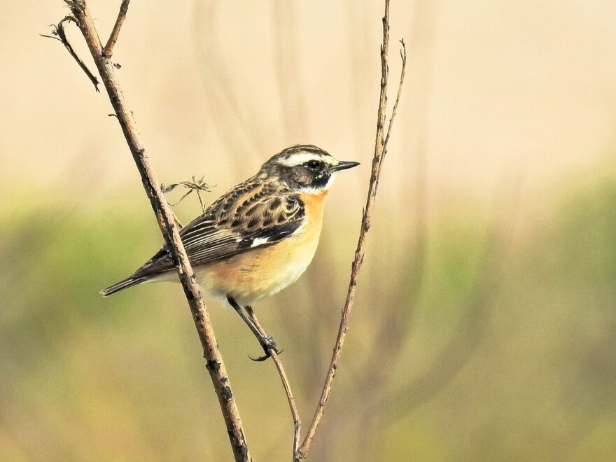 Braunkehlchen Aussehen und Merkmale