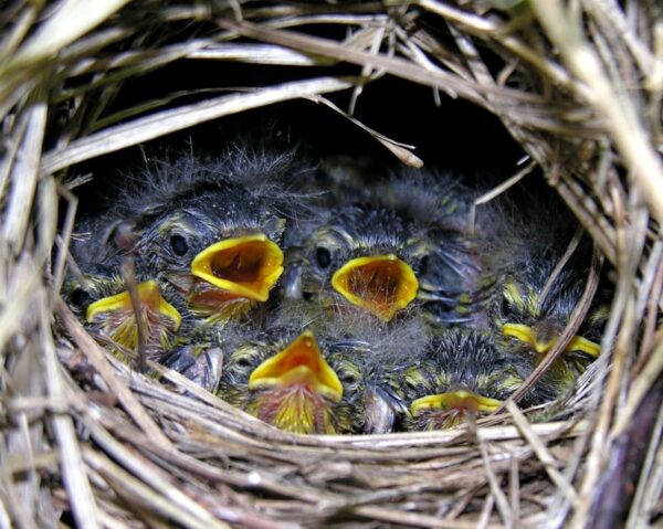 Waldlaubsänger Küken im Nest