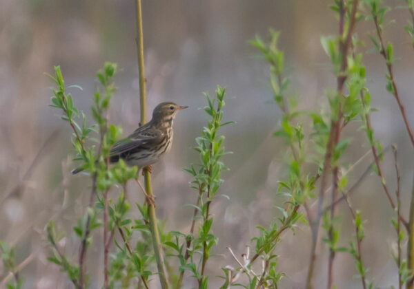 Wiesenpieper Anthus pratensis