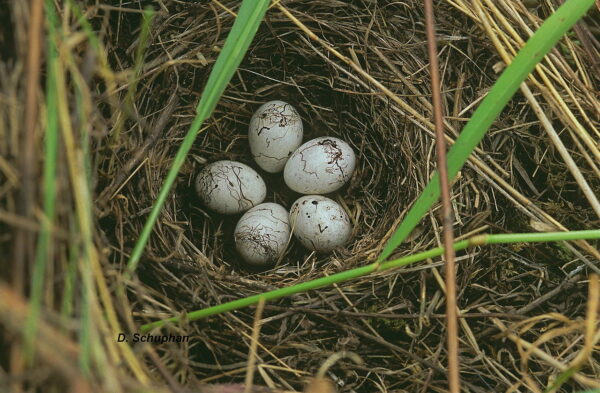 5 Eier im Zippammer Nest