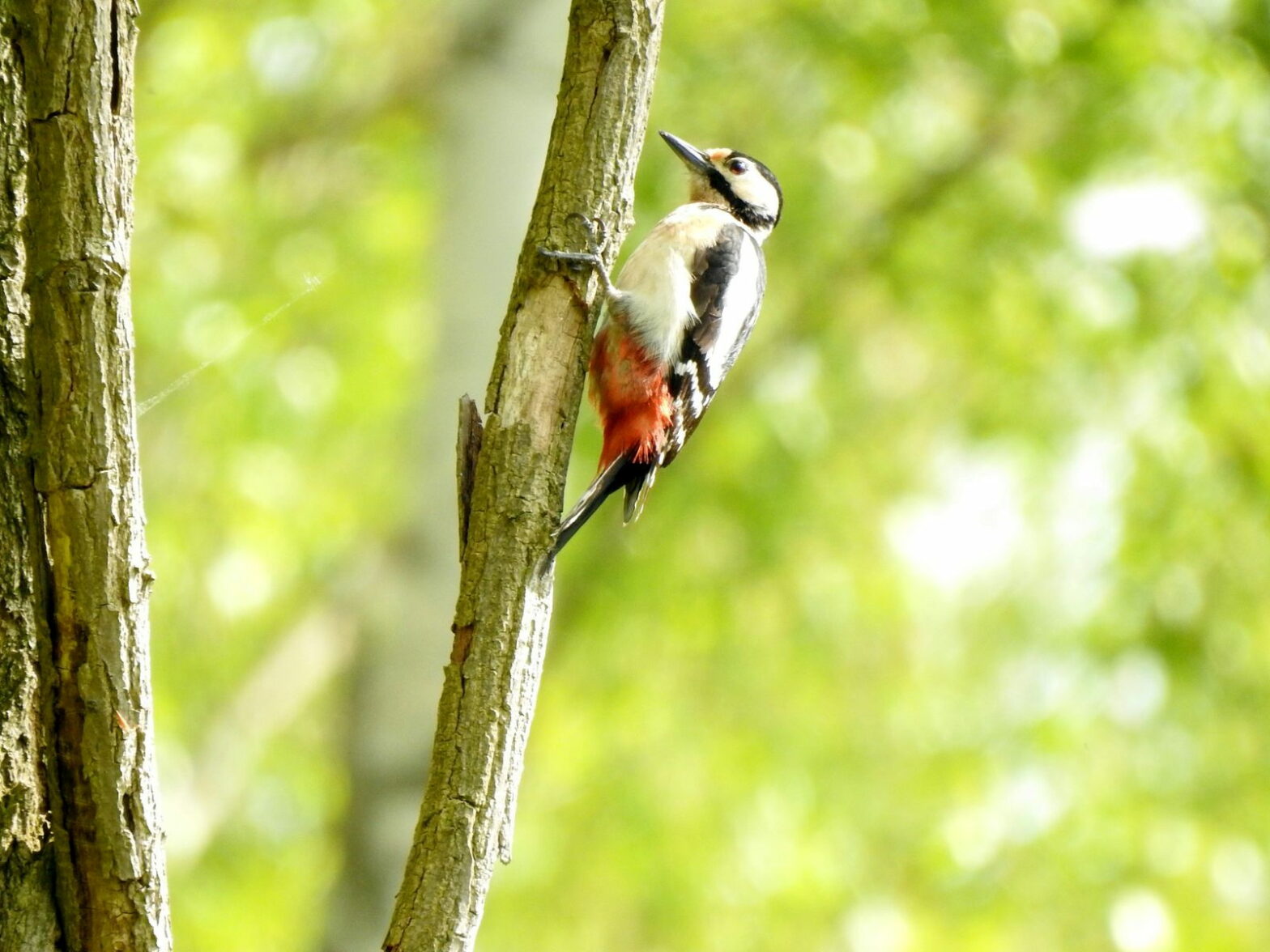 Kategorie Vögel erkennen Vögel im Garten