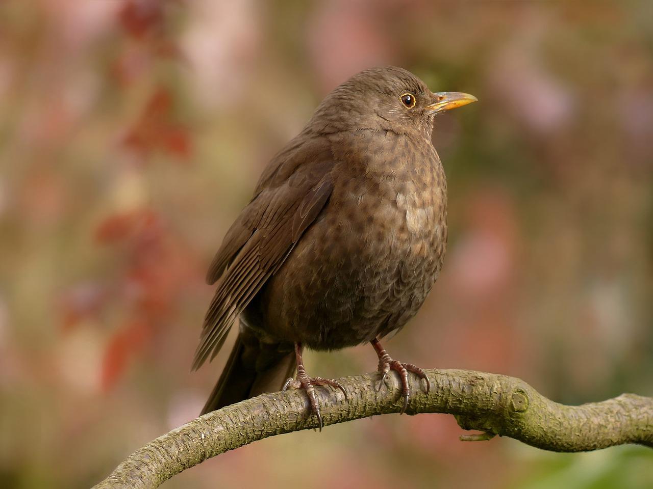 Kategorie Vögel erkennen Vögel im Garten