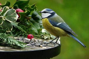 Tierschutz von Vögeln