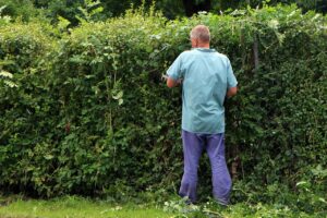 Bäume und Hecke schneiden – was sagt das Gesetz?
