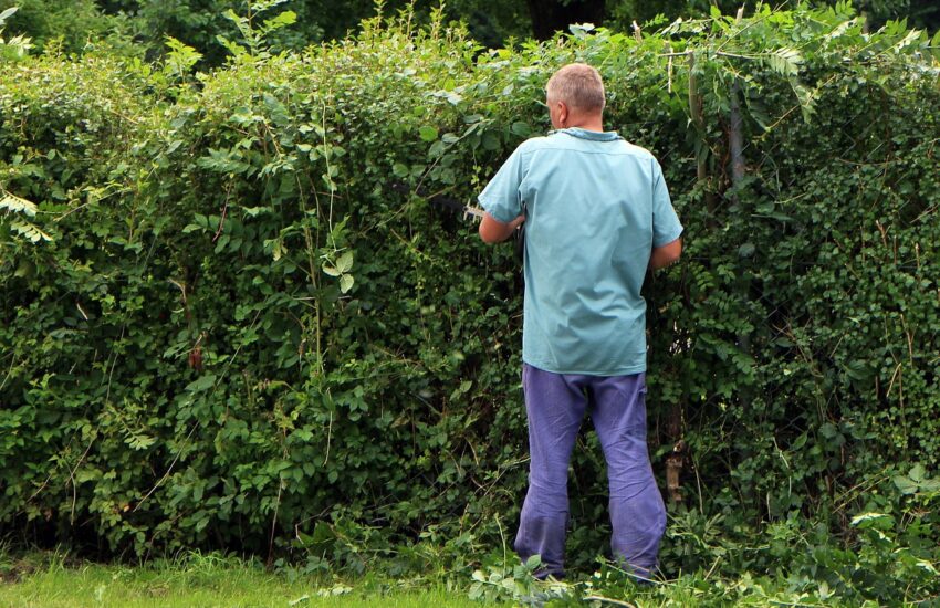 Bäume und Hecke schneiden – was sagt das Gesetz?