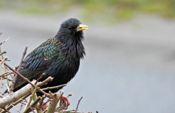 Können Vögel riechen z.B. der Star