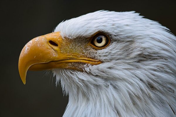 Können Vögel riechen