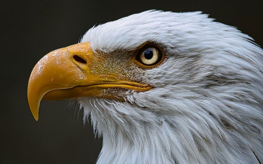 Wie können Vögel riechen?