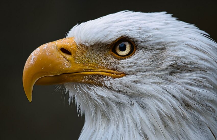 Wie können Vögel riechen?