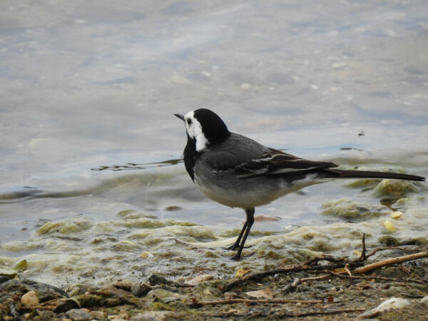Bachstelze am Ufer