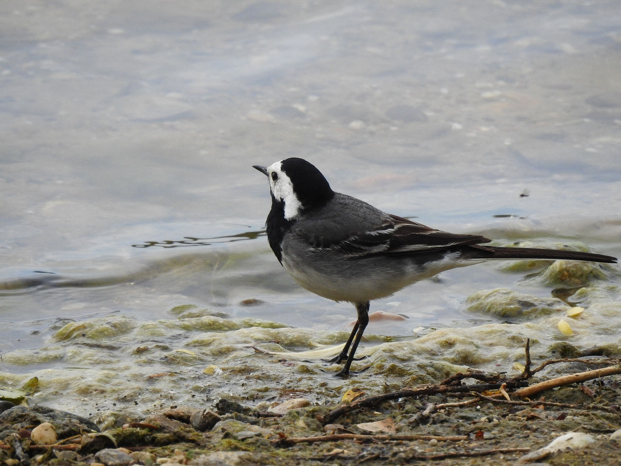 Was ist Vogelbeobachtung bzw. Bird Watching?