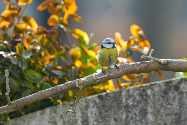 Blaumeise auf einem Zweig in einem naturnahen Garten