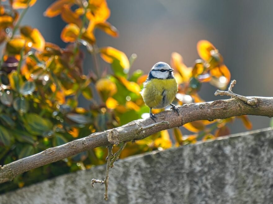Blaumeise auf einem Zweig in einem naturnahen Garten