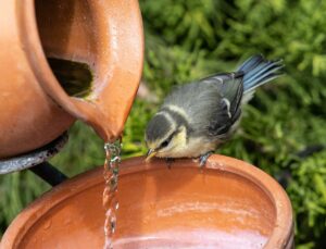 Vogelbad mit bewegtem Wasser