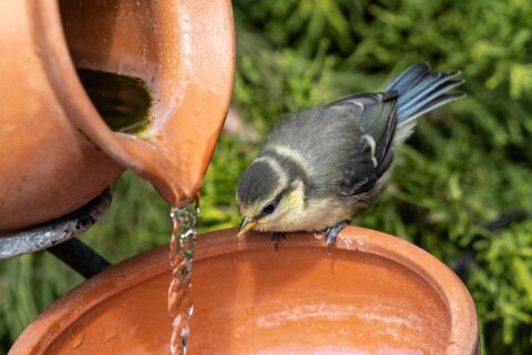 Vogelbad mit bewegtem Wasser