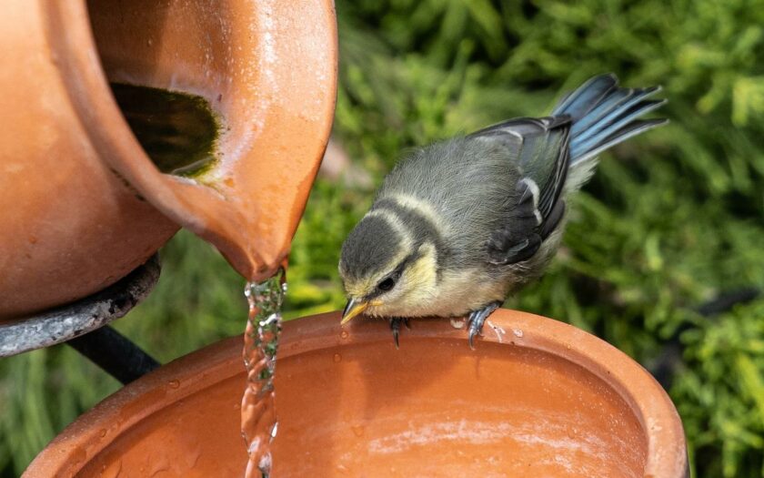 Vogelbad mit bewegtem Wasser