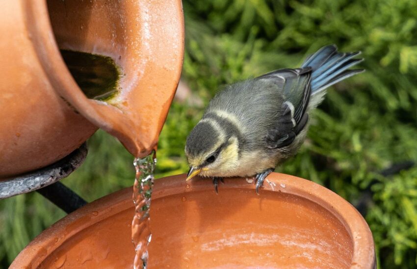 blaumeise vogelbad wasser meise Vogelbad mit bewegtem Wasser