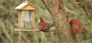 kein eichhörnchensicheres Vogelfutterhäuschen