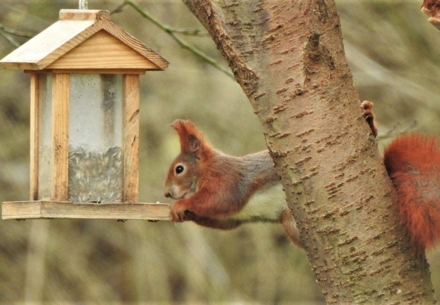kein eichhörnchensicheres Vogelfutterhäuschen