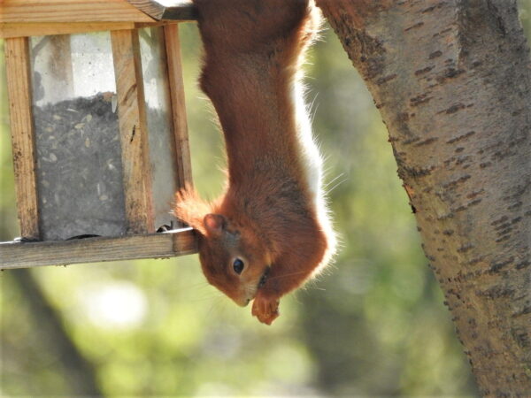 Eichhörnchen hängt kopfüber am Futterhaus und frisst Sonnenblumenkerne