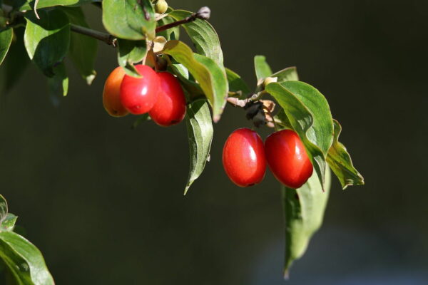 Rote Beeren der Kornelkirsche