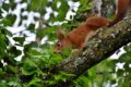 Die 5 besten Tipps zur Wildlife Fotografie