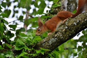 Die 5 besten Tipps zur Wildlife Fotografie