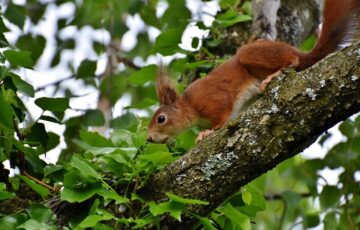 Die 5 besten Tipps zur Wildlife Fotografie
