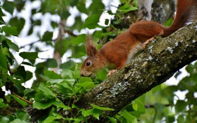 Die 5 besten Tipps zur Wildlife Fotografie