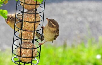 Vögel im Sommer füttern – ja oder nein