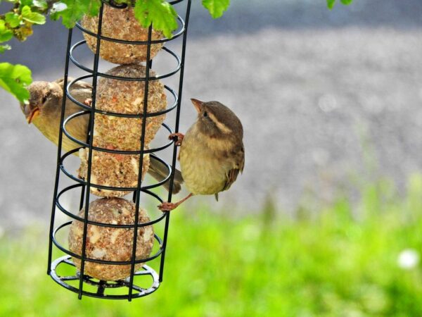 Vögel im Sommer füttern – ja oder nein