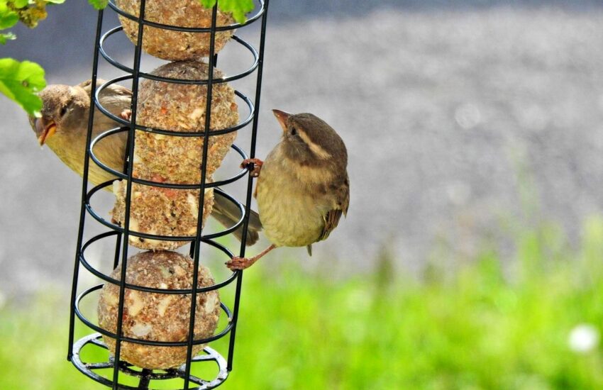 Vögel im Sommer füttern – ja oder nein