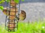 Vögel im Sommer füttern – ja oder nein