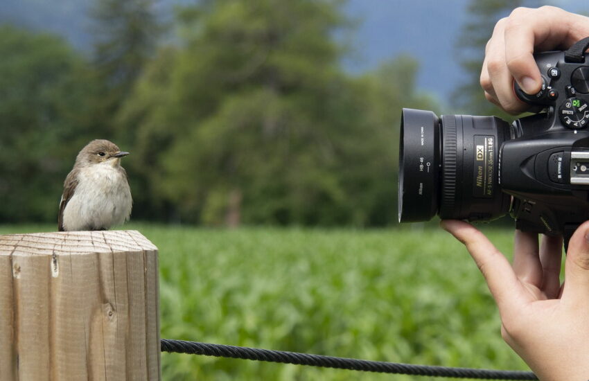 vogel spatz federn kamera hand So gelingen Ihnen die besten Tierbilder!