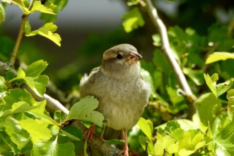 Vogelbeobachtung z.B. Sperling mit Futter