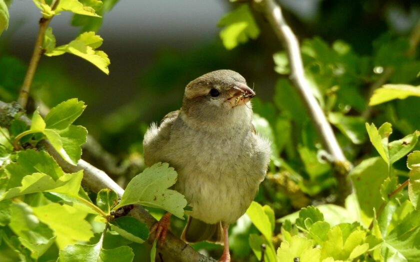 Vogelbeobachtung z.B. Sperling mit Futter