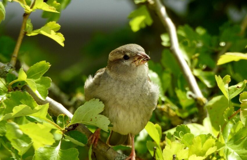 Vogelbeobachtung z.B. Sperling mit Futter