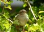 Vogelbeobachtung z.B. Sperling mit Futter