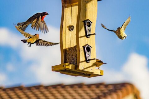 Vogelfutterhäuschen aufhängen