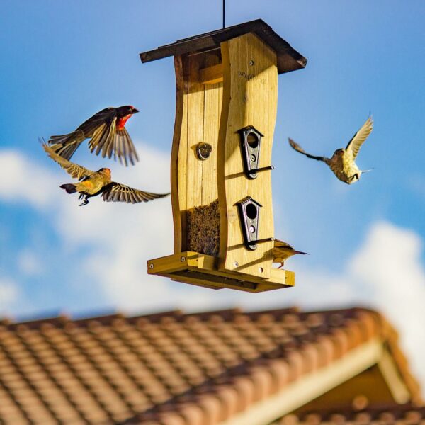 Vogelfutterhäuschen aufhängen