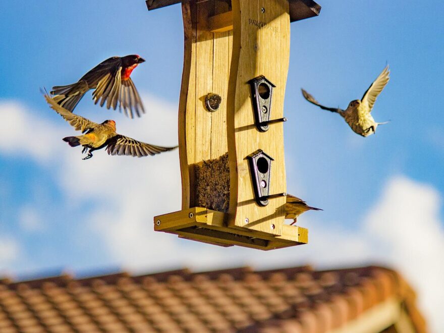 Vogelfutterhäuschen aufhängen